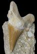 Otodus Shark Tooth Fossil In Rock - Eocene #60210-1